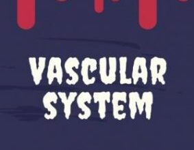 free-pdf-download-Dr Najeeb Vascular System Notes By Notespaedia