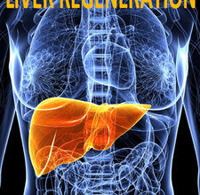 free-pdf-download-Liver Regeneration” ed. by Pedro M. Baptista