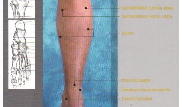 free-pdf-download-Lower Limb Anatomy