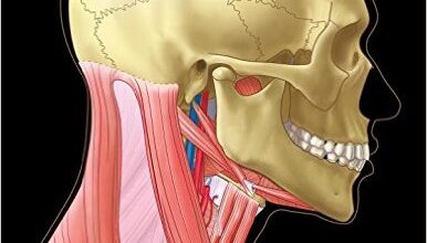 free-pdf-download-Structures of the Head and Neck 1st Edition