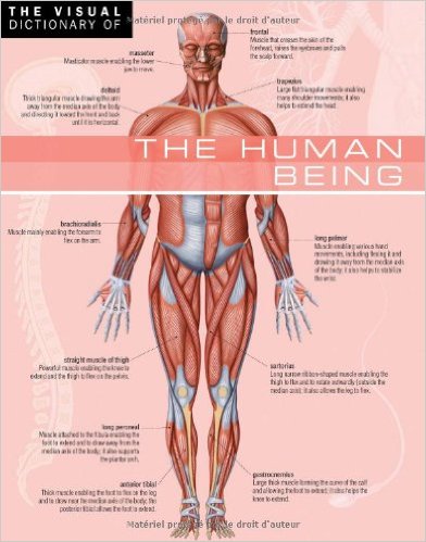 free-pdf-download-The Visual Dictionary of The Human Being : The Human Being (French Edition)